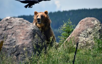 Killing our Image: Trophy Hunting of Grizzly Bears in Super, Natural British Columbia