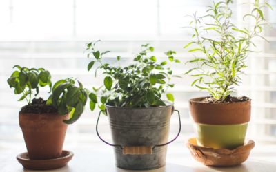 The Challenge of Space: Tips for Growing Your Own Mini Garden