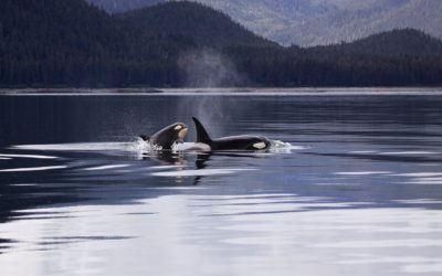 Remembering Canada’s Orcas