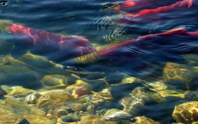 Catching the Elusive Salmon Farming Story