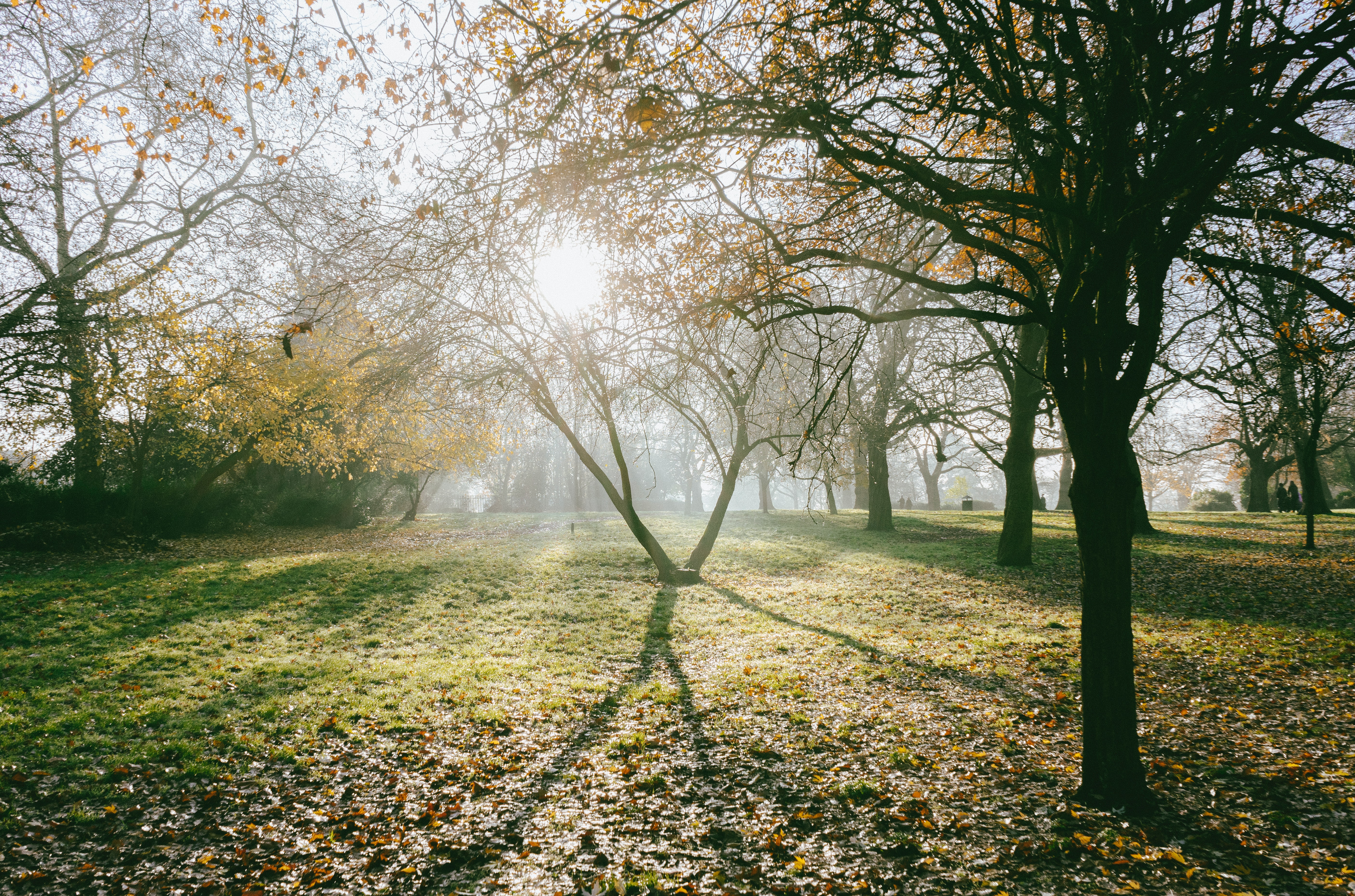 Public  Parks  and their Impact￼